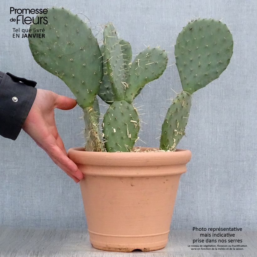 Amostra de Opuntia engelmannii lindheimeri - Oponce Pot de 4L/5L tal como entregue no inverno