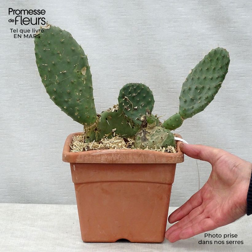 Amostra de Opuntia engelmannii var. lindheimeri Vaso de 4 L/5 L tal como entregue na primavera