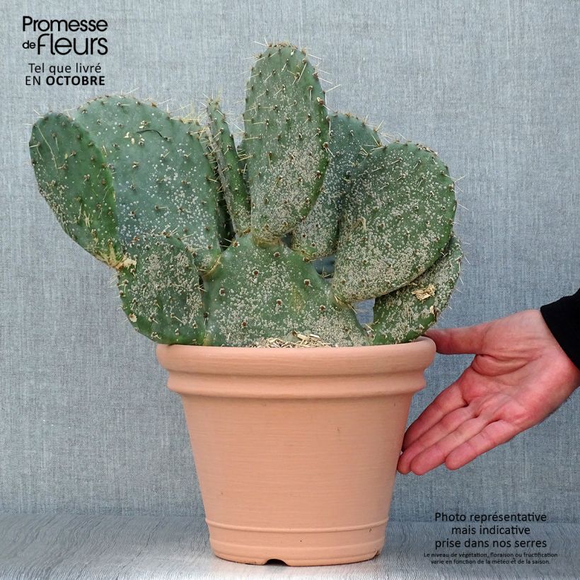 Amostra de Opuntia engelmannii var. lindheimeri Vaso de 4 L/5 L tal como entregue no outono