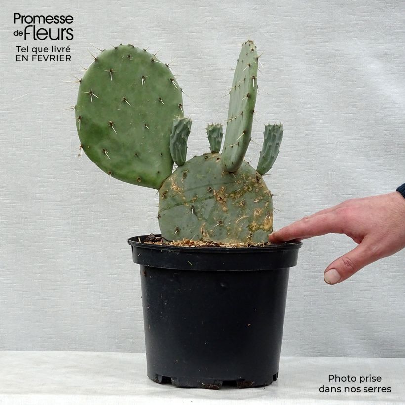 Amostra de Opuntia engelmannii var. linguiformis - Oponce Pot de 4L/5L tal como entregue no inverno