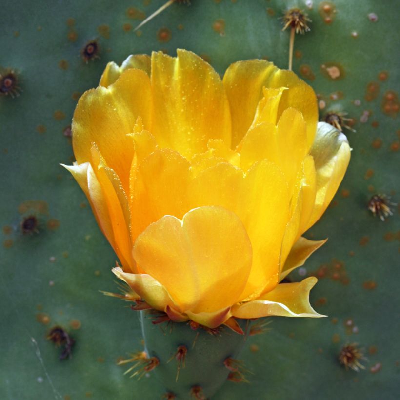 Opuntia engelmannii var. linguiformis (Floração)