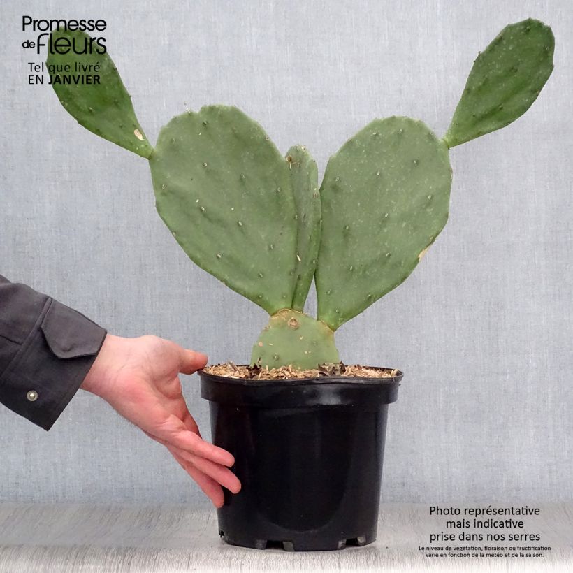Amostra de Opuntia engelmannii var. rastrera - Oponce Vaso de 4 L/5 L tal como entregue no inverno