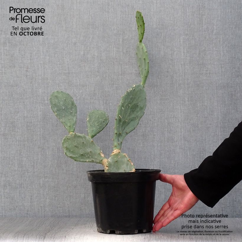 Amostra de Opuntia engelmannii var. rastrera Vaso de 4 L/5 L tal como entregue no outono