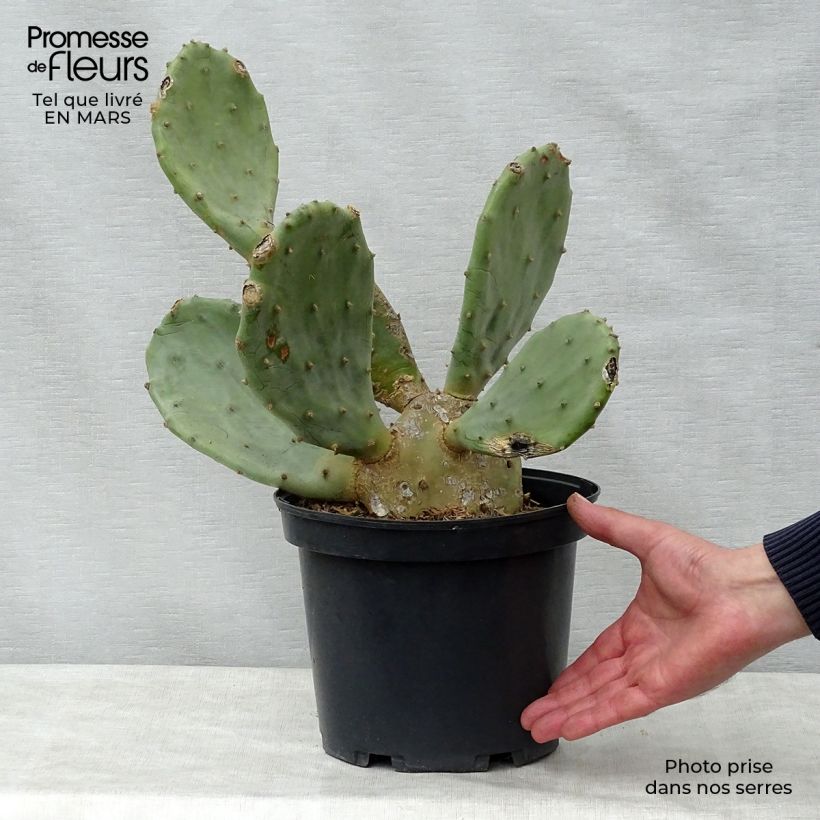 Amostra de Opuntia engelmannii var. rastrera Vaso de 4 L/5 L tal como entregue na primavera