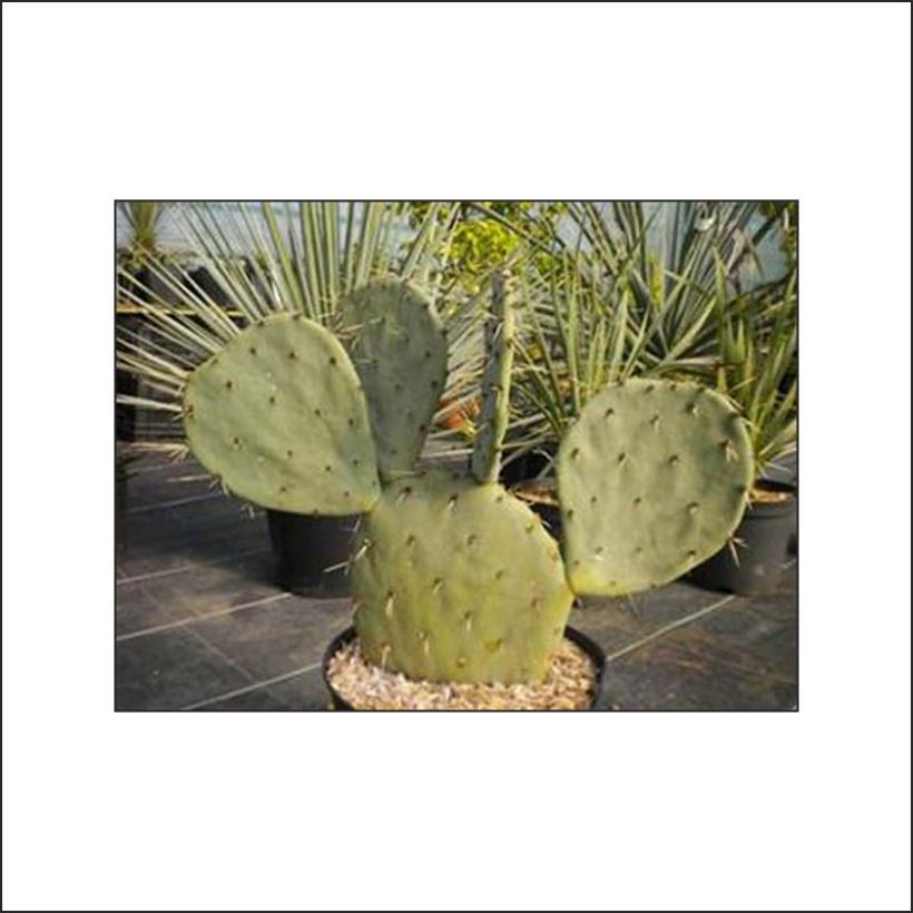 Opuntia gregoriana (Folhagem)