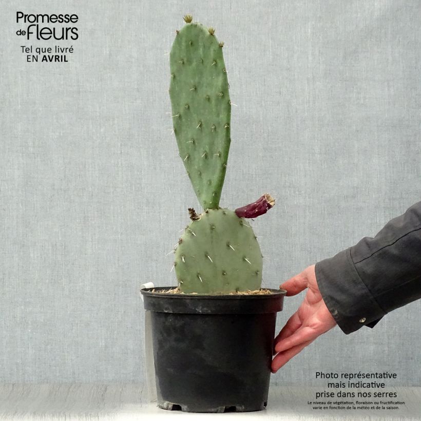 Amostra de Opuntia gregoriana Vaso de 4 L/5 L tal como entregue na primavera