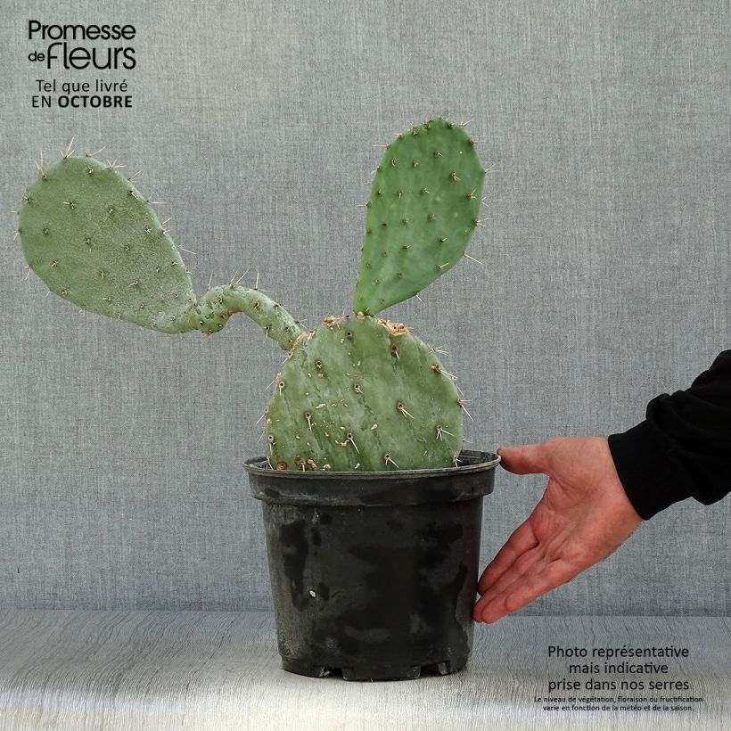 Amostra de Opuntia gregoriana Vaso de 4 L/5 L tal como entregue no outono