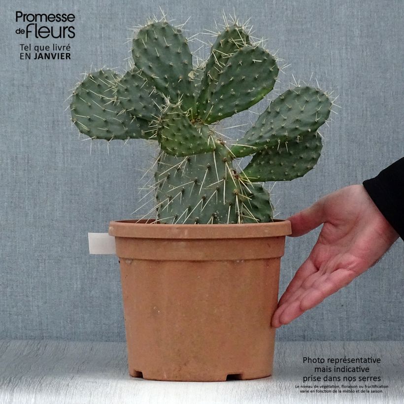 Amostra de Opuntia howeyi - Cactus raquette Vaso de 4 L/5 L tal como entregue no inverno