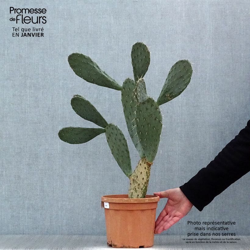 Amostra de Opuntia laevis - Cactus raquette Pot de 4L/5L tal como entregue no inverno
