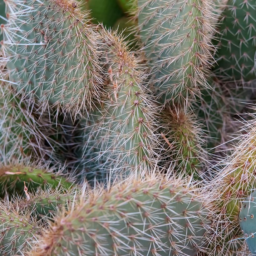 Opuntia leucotricha (Folhagem)