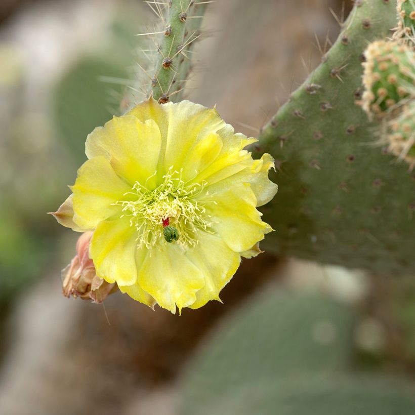 Opuntia leucotricha (Floração)