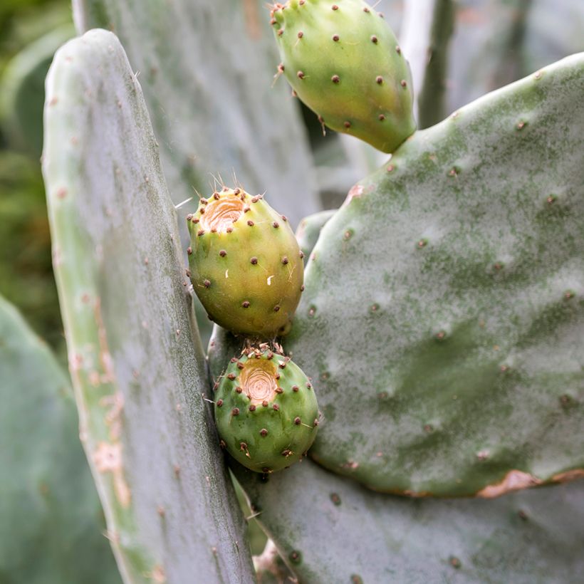 Opuntia leucotricha (Colheita)