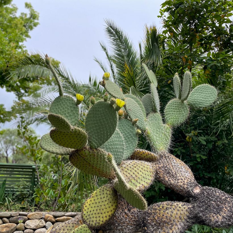 Opuntia leucotricha (Hábito)