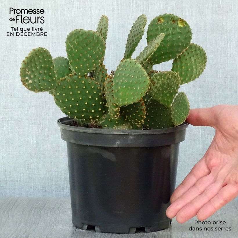 Amostra de Opuntia lubrica - Cactus raquette Pot de 3L/4L tal como entregue no inverno