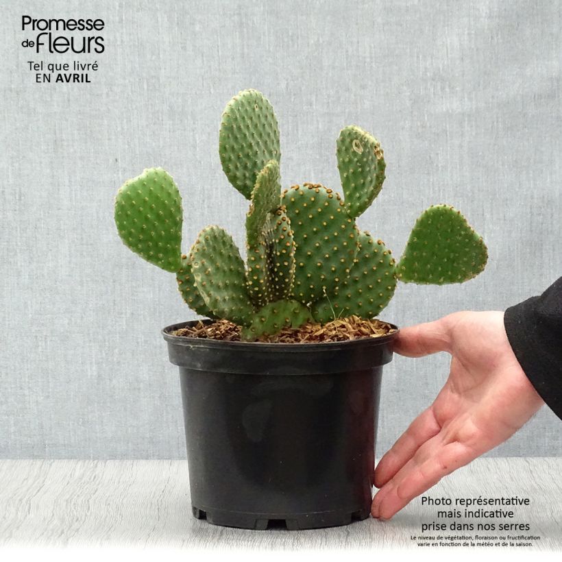 Amostra de Opuntia lubrica Vaso de 3 L/4 L tal como entregue na primavera