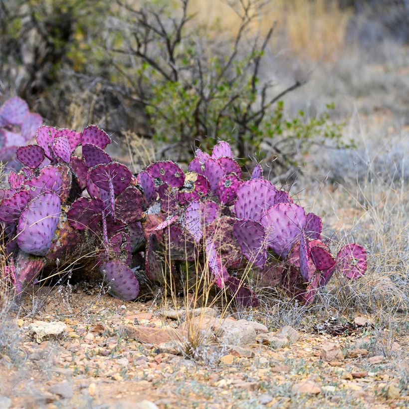 Opuntia macrocentra (Hábito)