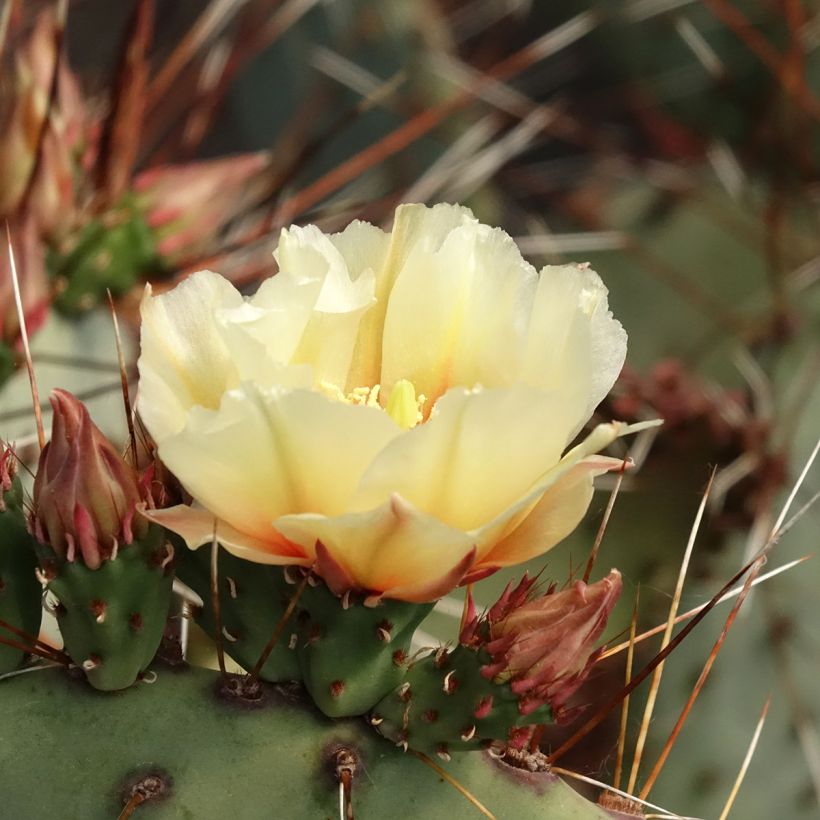 Opuntia macrocentra (Floração)