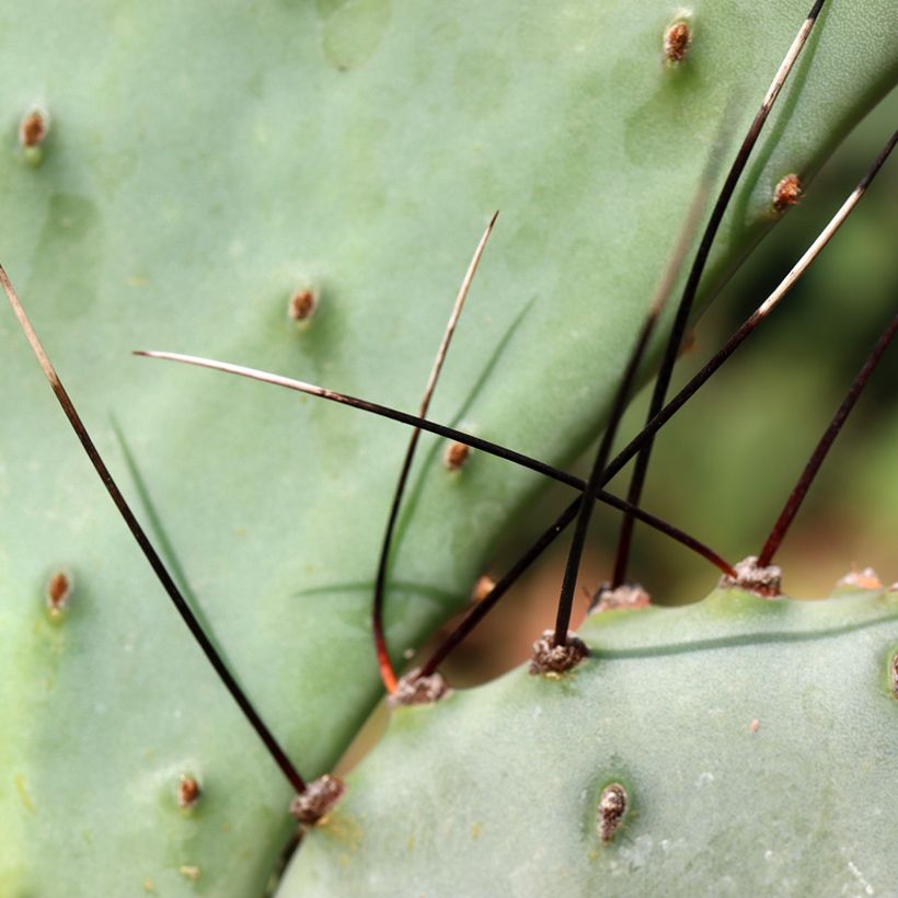 Opuntia macrocentra Epines noires (Folhagem)