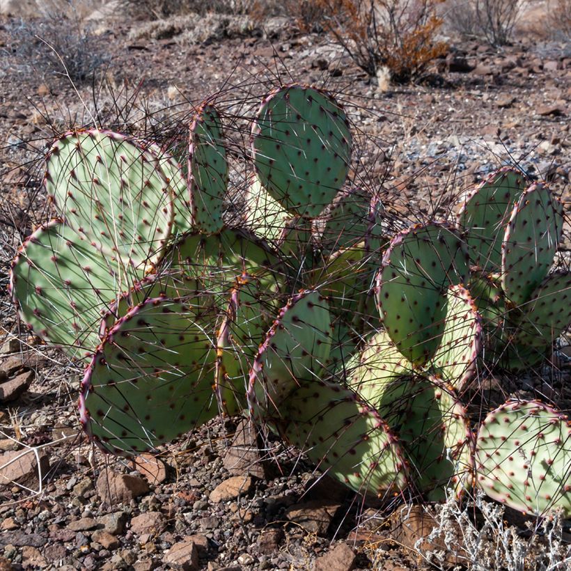 Opuntia macrocentra Epines noires (Hábito)