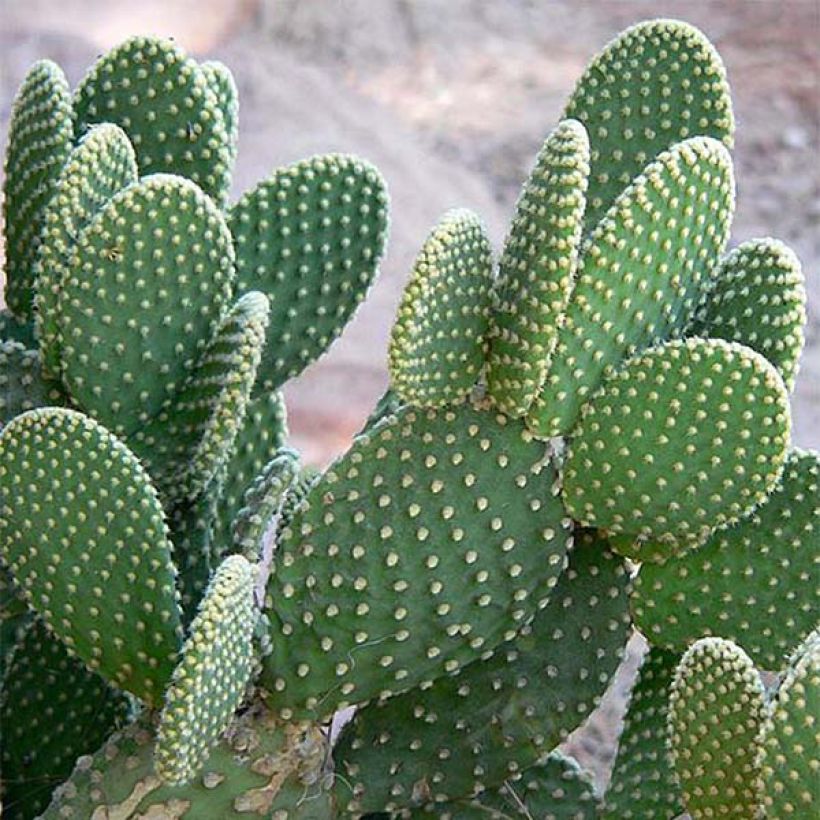 Opuntia microdasys (Folhagem)