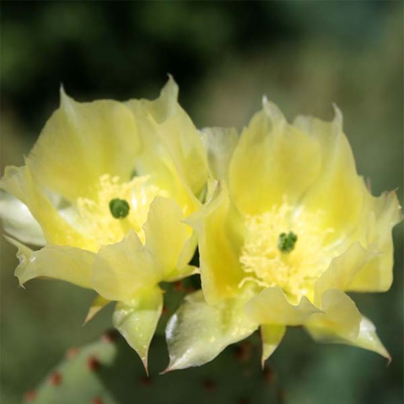 Opuntia microdasys (Floração)