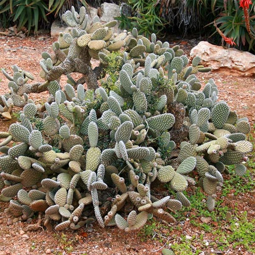 Opuntia microdasys (Hábito)