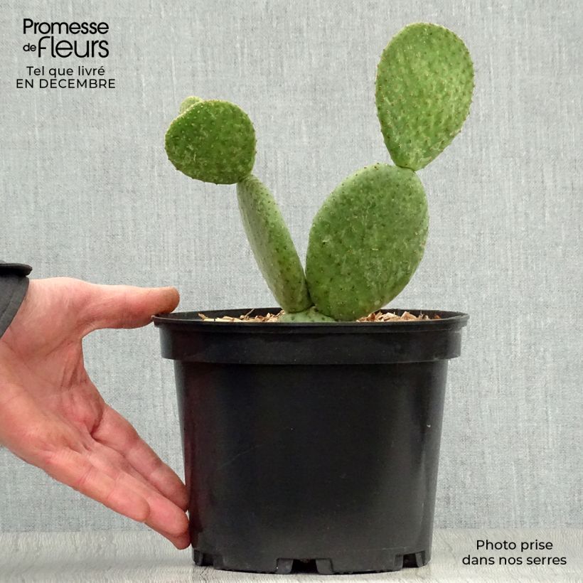 Amostra de Opuntia microdasys Caress - Cactus raquette Pot de 3L/4L tal como entregue no inverno