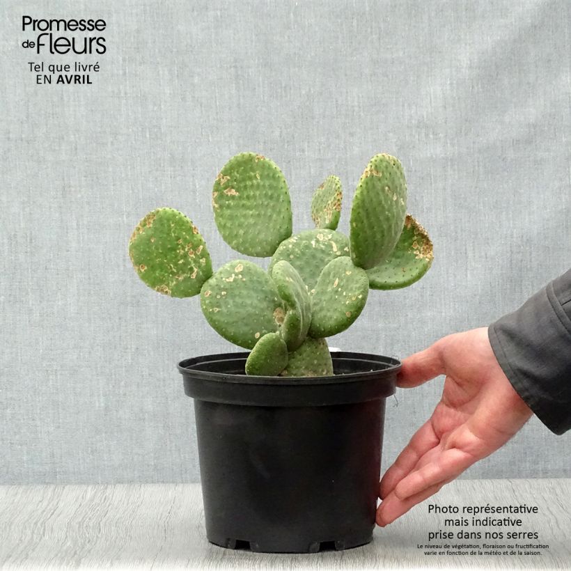Amostra de Opuntia microdasys Caress Vaso de 3 L/4 L tal como entregue na primavera