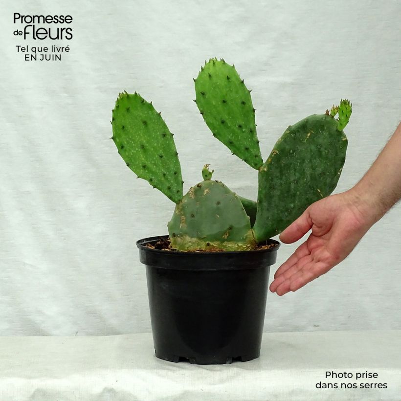 Amostra de Opuntia microdasys Vaso de 2 L/3 L tal como entregue no verão