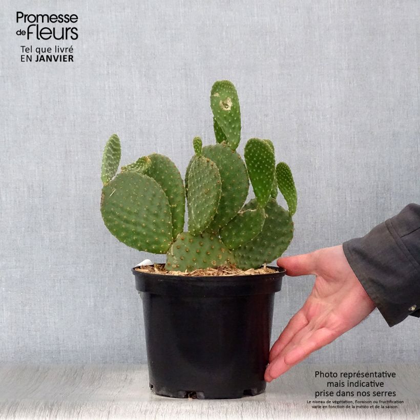 Amostra de Opuntia microdasys - Oponce Pot de 2L/3L tal como entregue no inverno