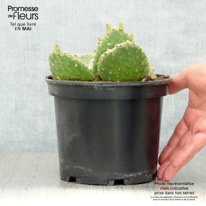 Amostra de Opuntia microdasys Vaso de 2 L/3 L tal como entregue na primavera