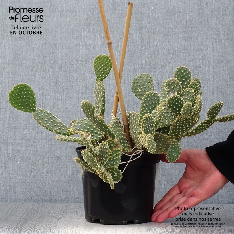 Amostra de Opuntia microdasys Vaso de 2 L/3 L tal como entregue no outono
