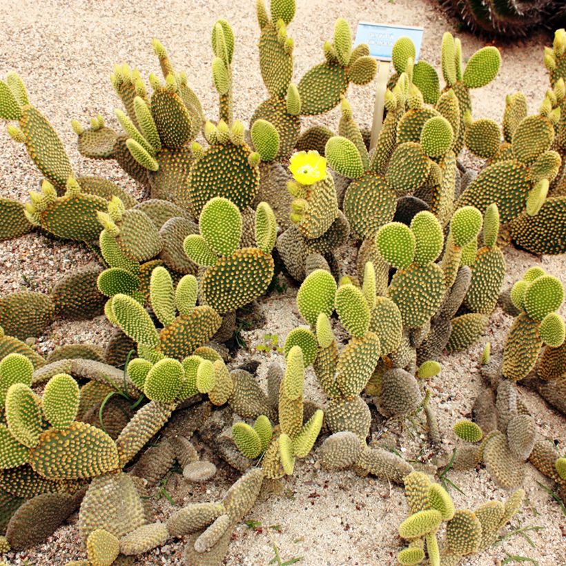 Opuntia microdasys var. pallida (Hábito)