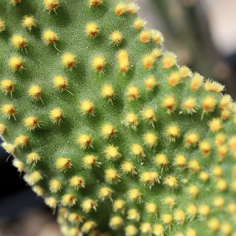 Opuntia microdasys var. pallida Undulata (Folhagem)