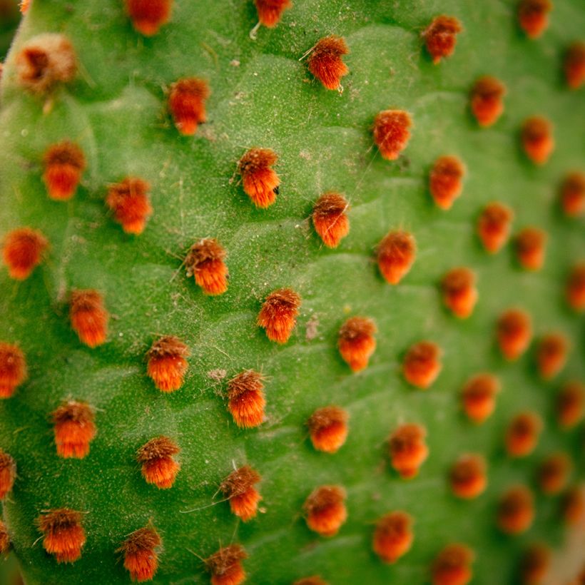 Opuntia microdasys var. rufida (Folhagem)