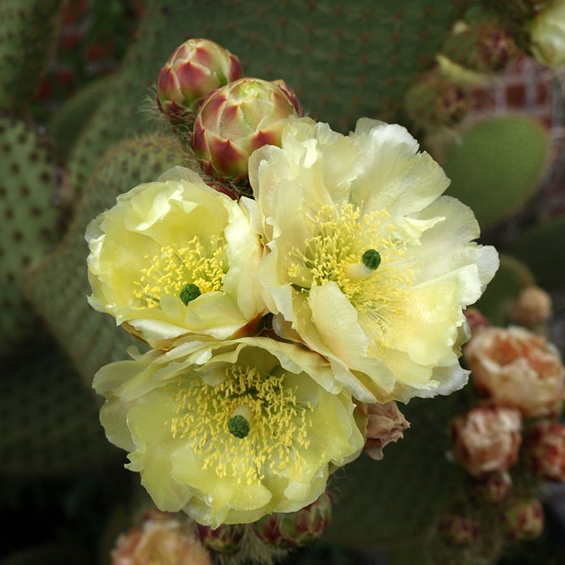 Opuntia microdasys var. rufida (Floração)
