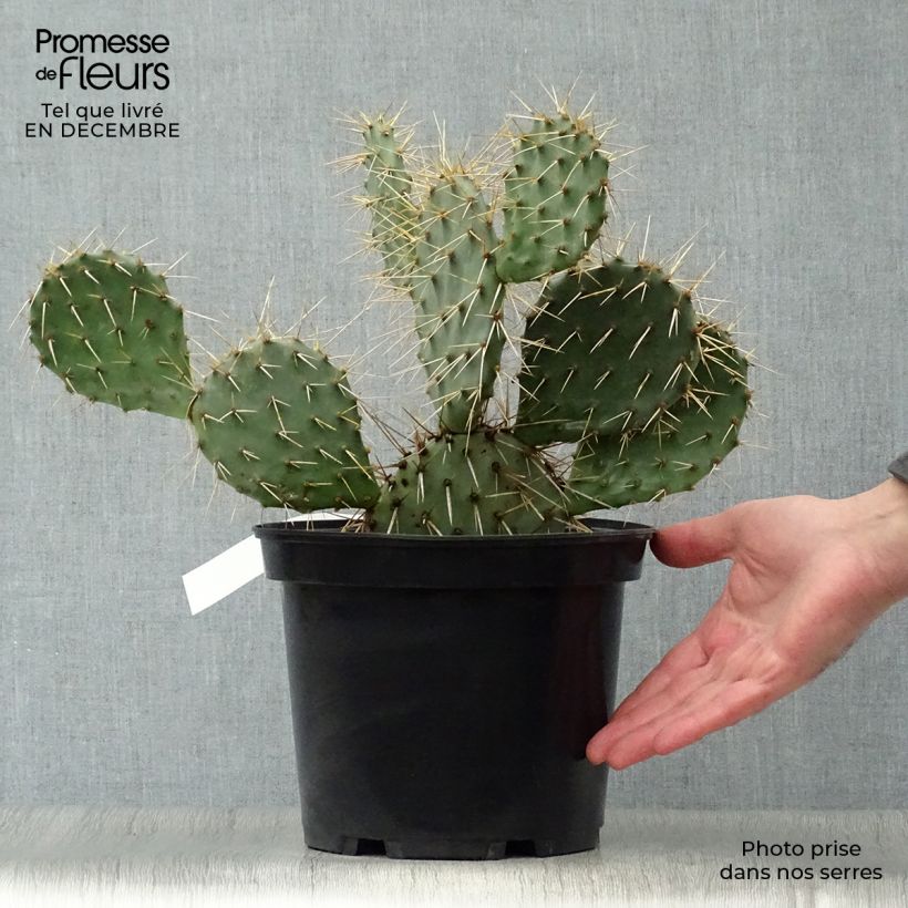 Amostra de Opuntia phaeacantha Mojavensis - Oponce Pot de 4L/5L tal como entregue no inverno