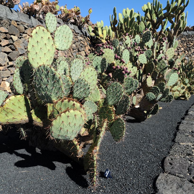 Opuntia phaeacantha Mojavensis (Hábito)