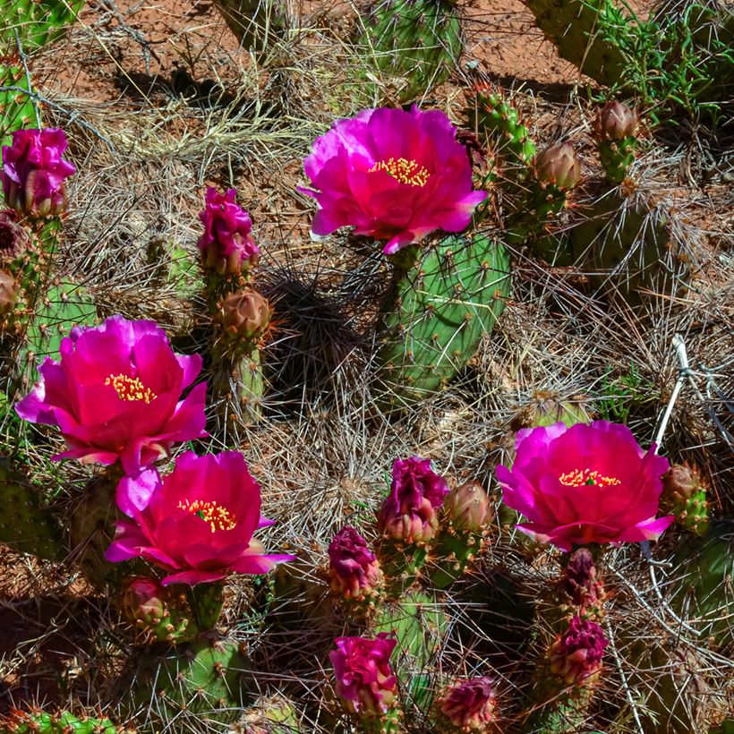 Opuntia polyacantha (Floração)
