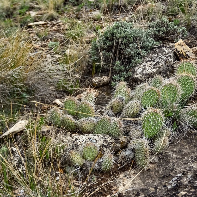Opuntia polyacantha (Hábito)