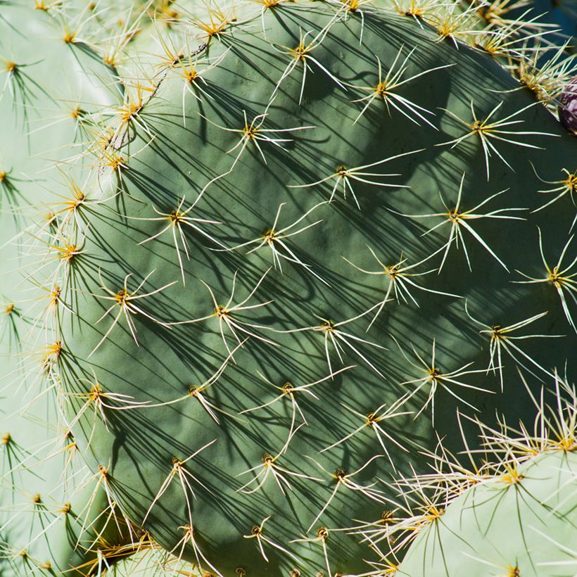 Opuntia robusta (Folhagem)
