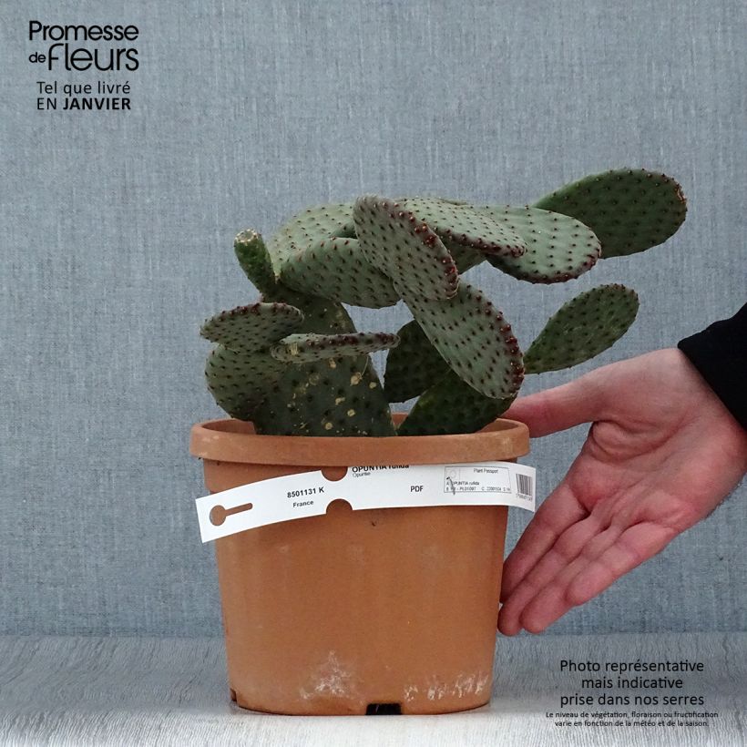 Amostra de Opuntia rufida - Cactus raquette Pot de 3L/4L tal como entregue no inverno