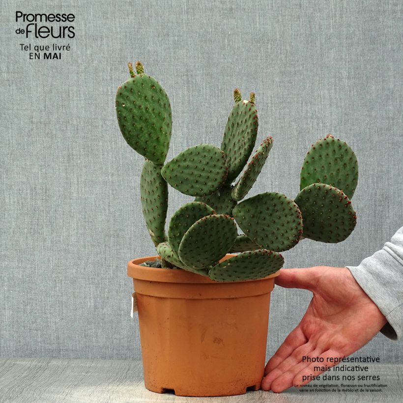 Amostra de Opuntia rufida Vaso de 3 L/4 L tal como entregue na primavera