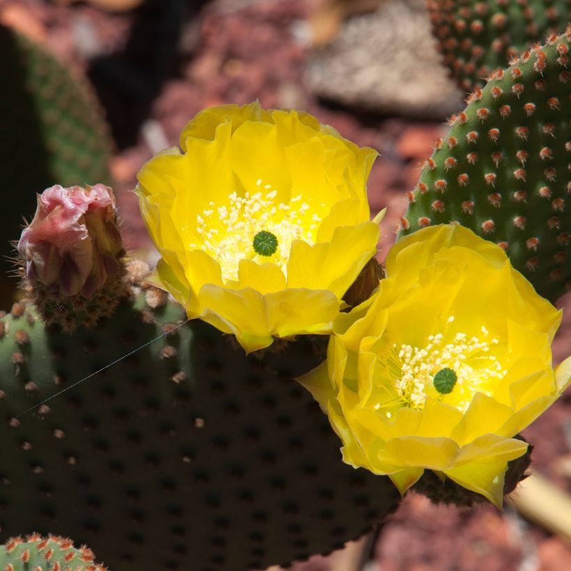 Opuntia rufida (Floração)