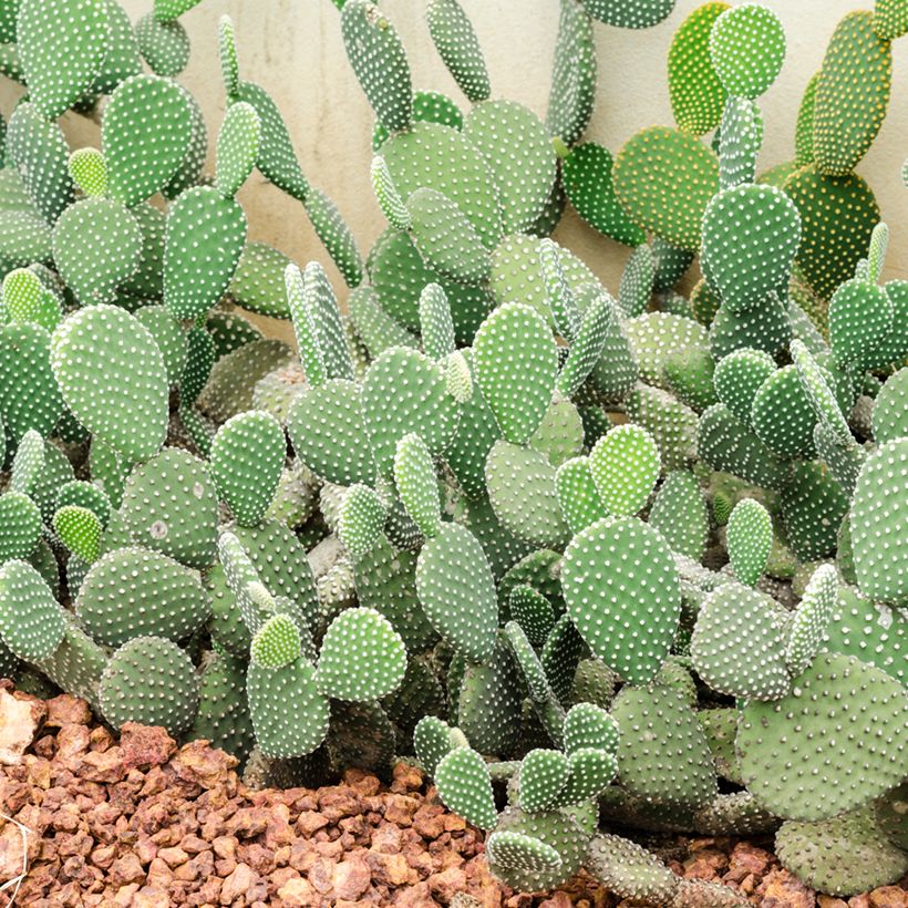 Opuntia rufida (Hábito)