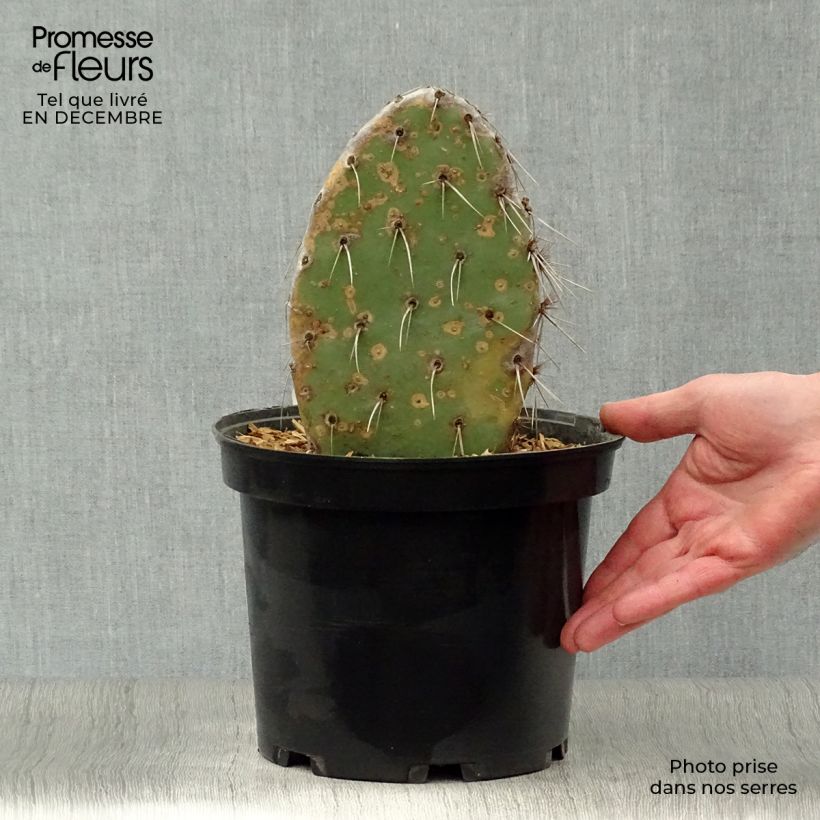 Amostra de Opuntia sanguinicola - Cactus raquette Pot de 4L/5L tal como entregue no inverno