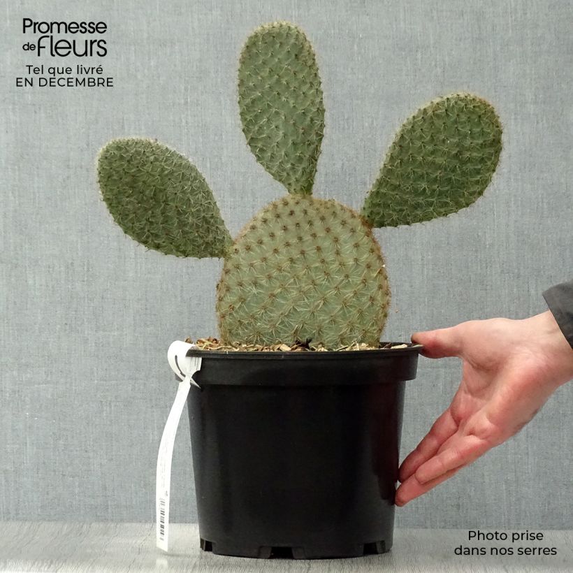 Amostra de Opuntia scheeri - Cactus raquette Pot de 4L/5L tal como entregue no inverno