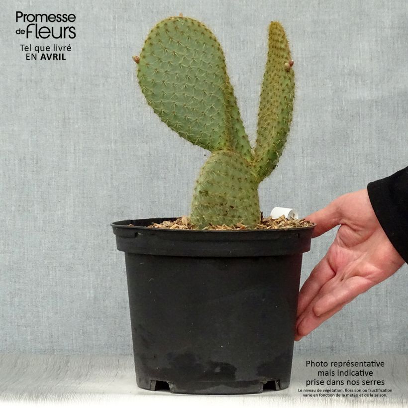 Amostra de Opuntia scheeri Vaso de 4 L/5 L tal como entregue na primavera
