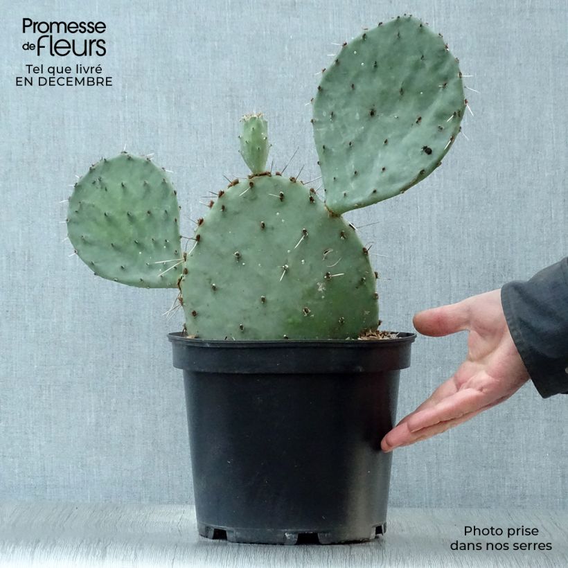 Amostra de Opuntia semispinosa - Cactus raquette Pot de 4L/5L tal como entregue no inverno