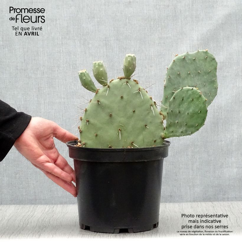 Amostra de Opuntia semispinosa Vaso de 4 L/5 L tal como entregue na primavera